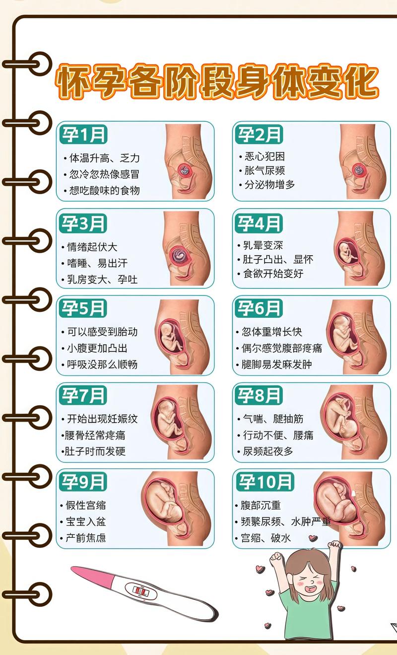 揭秘供卵代孕妈妈怀孕小腹分两节，孕期变化的奥秘长春代生机构: